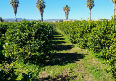 Agriturismo Appartamento Cuore Di Palme